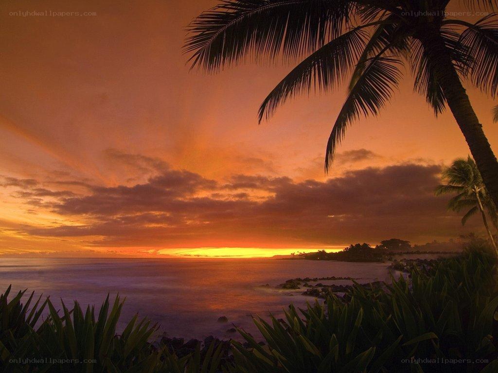 tropical sunset with palm trees
