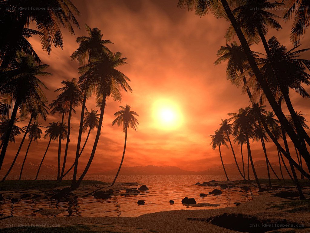 tropical sunset with palm trees