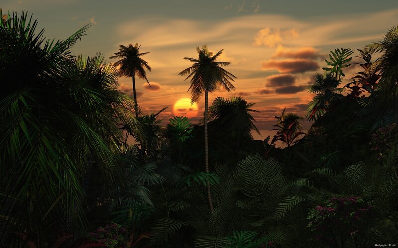 tropical sunset with palm trees