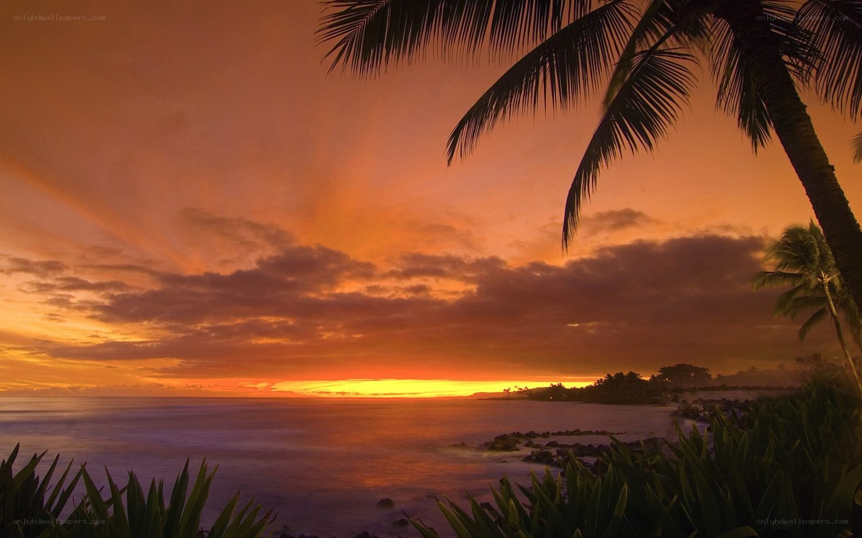 tropical sunset with palm trees