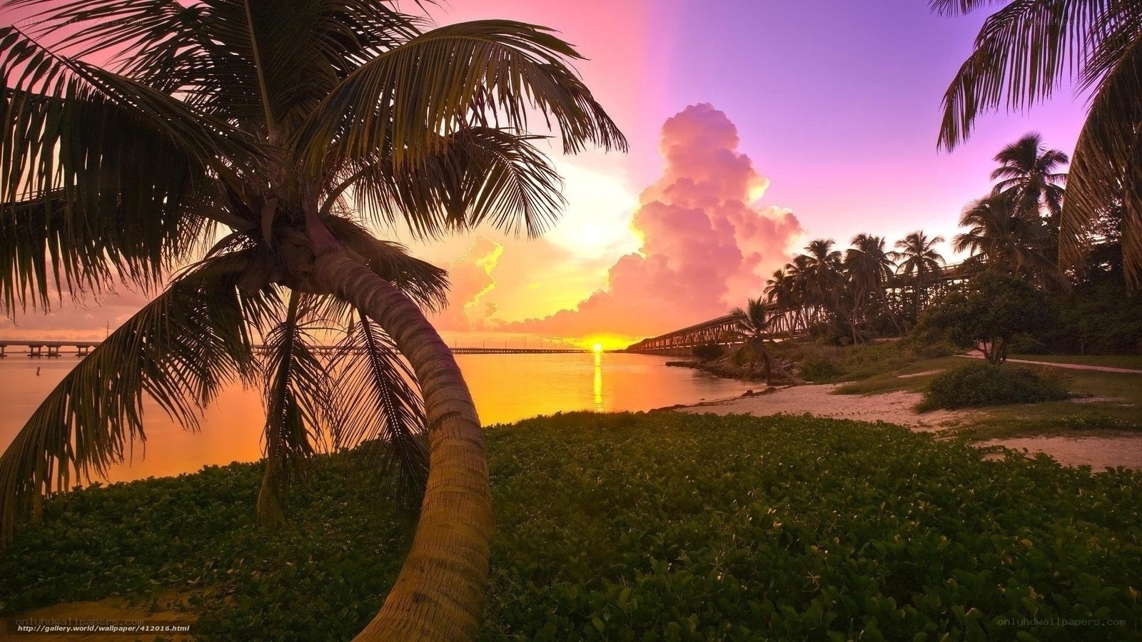tropical sunset with palm trees