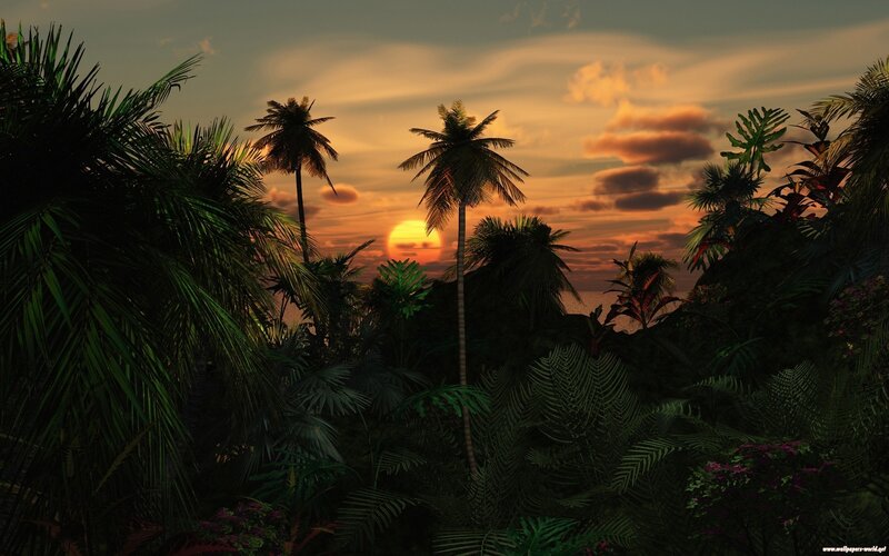tropical sunset with palm trees