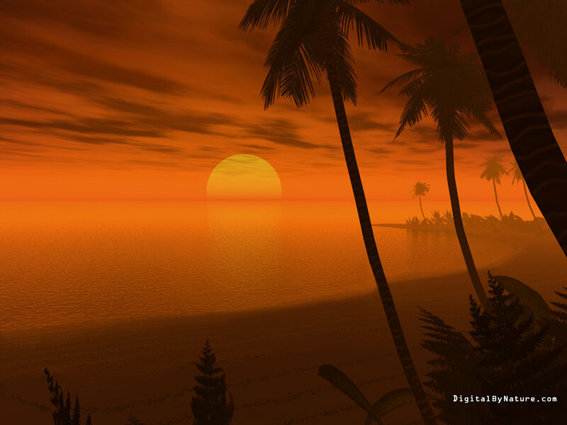 tropical sunset with palm trees