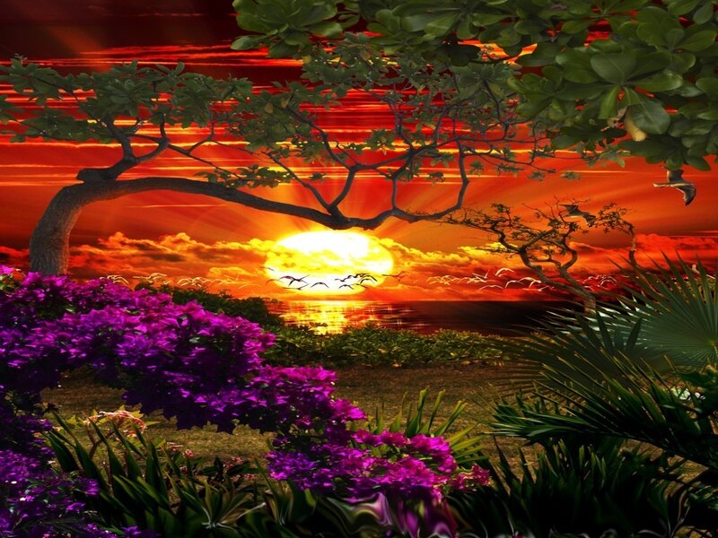 Tropical sunset with purple flowers