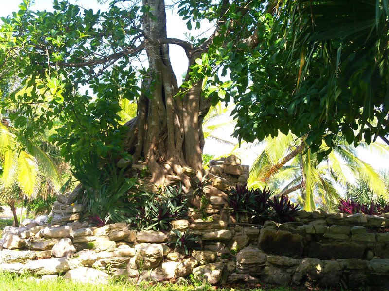 tropical tree with stone wall