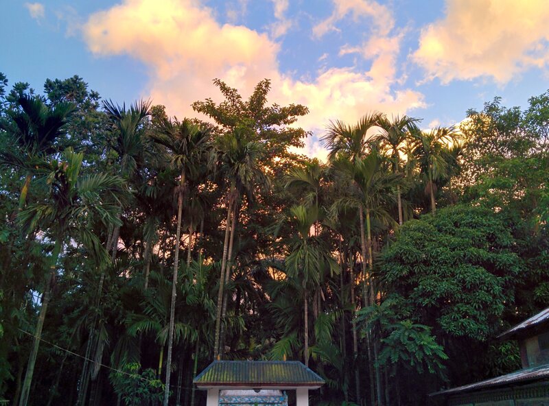 Tropical Trees at Sunset
