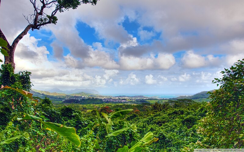 Tropical Valley View