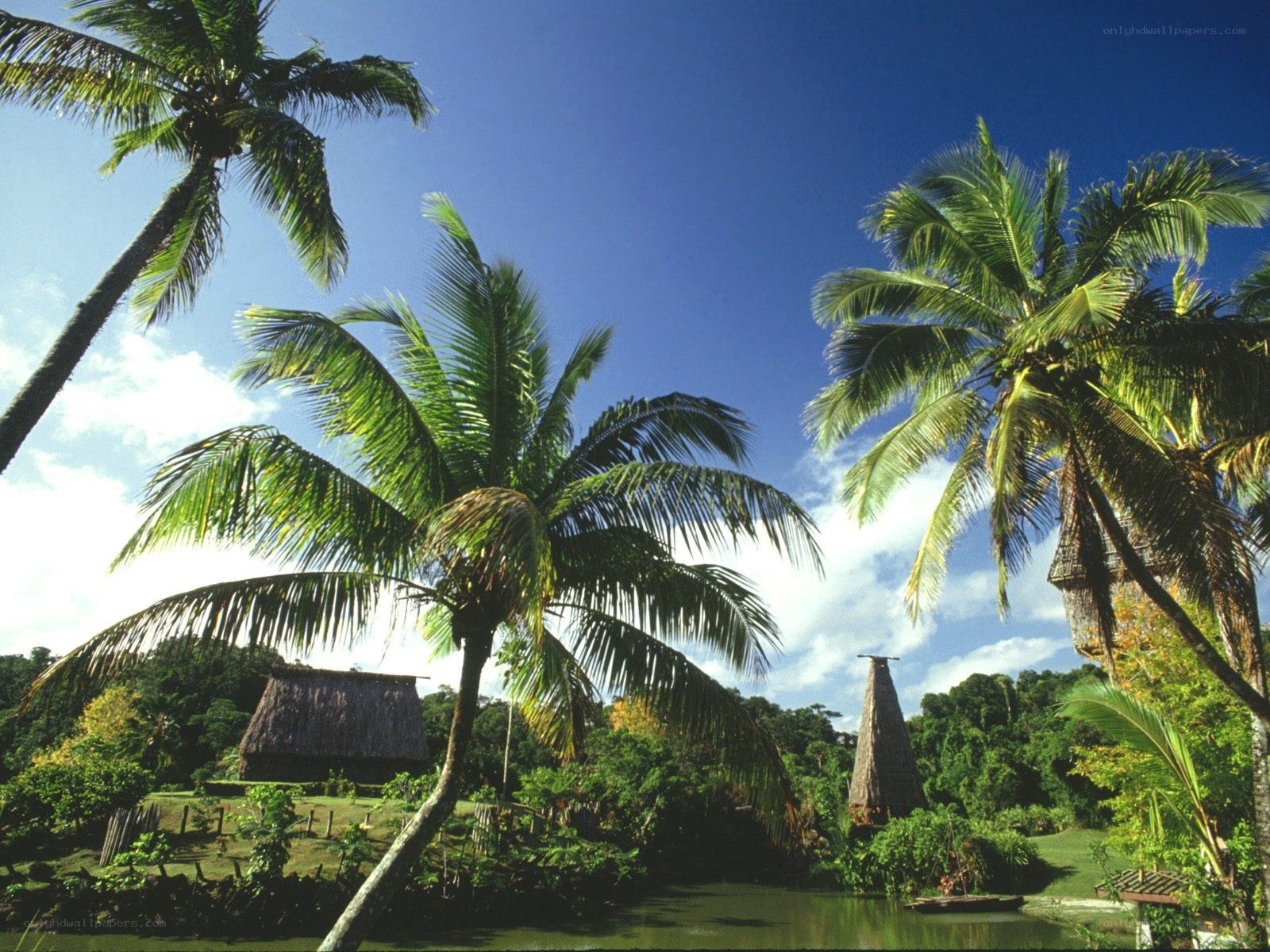 Tropical village with palm trees