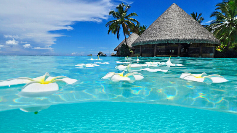 Tropical Water with Flowers