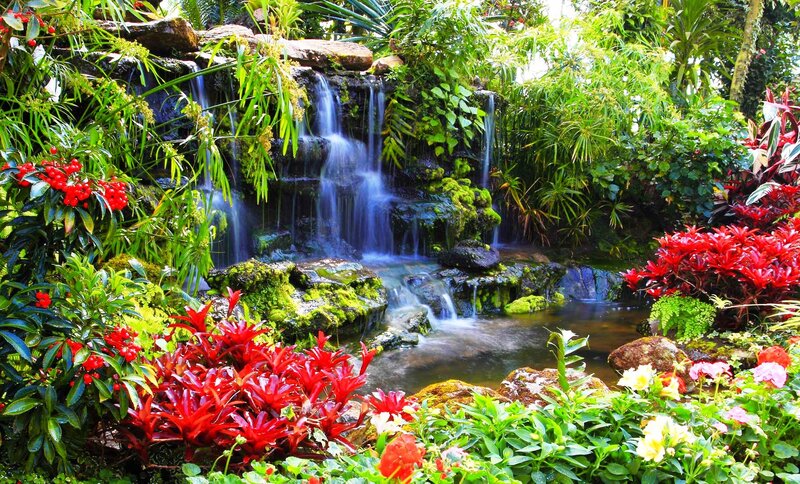 Tropical Waterfall Garden — Green, Serene, Afternoon, Photograph, Plants