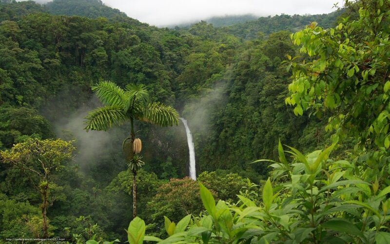 Tropical Waterfall in Forest — Green