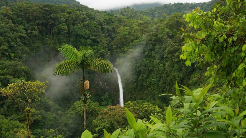 Tropical Waterfall in Jungle — Green, Serene, Morning, Photograph