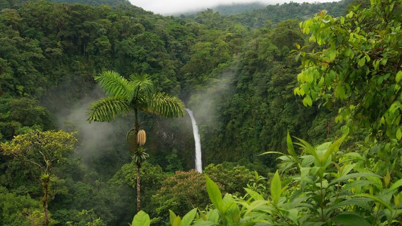 Tropical Waterfall in Jungle — Green, Serene