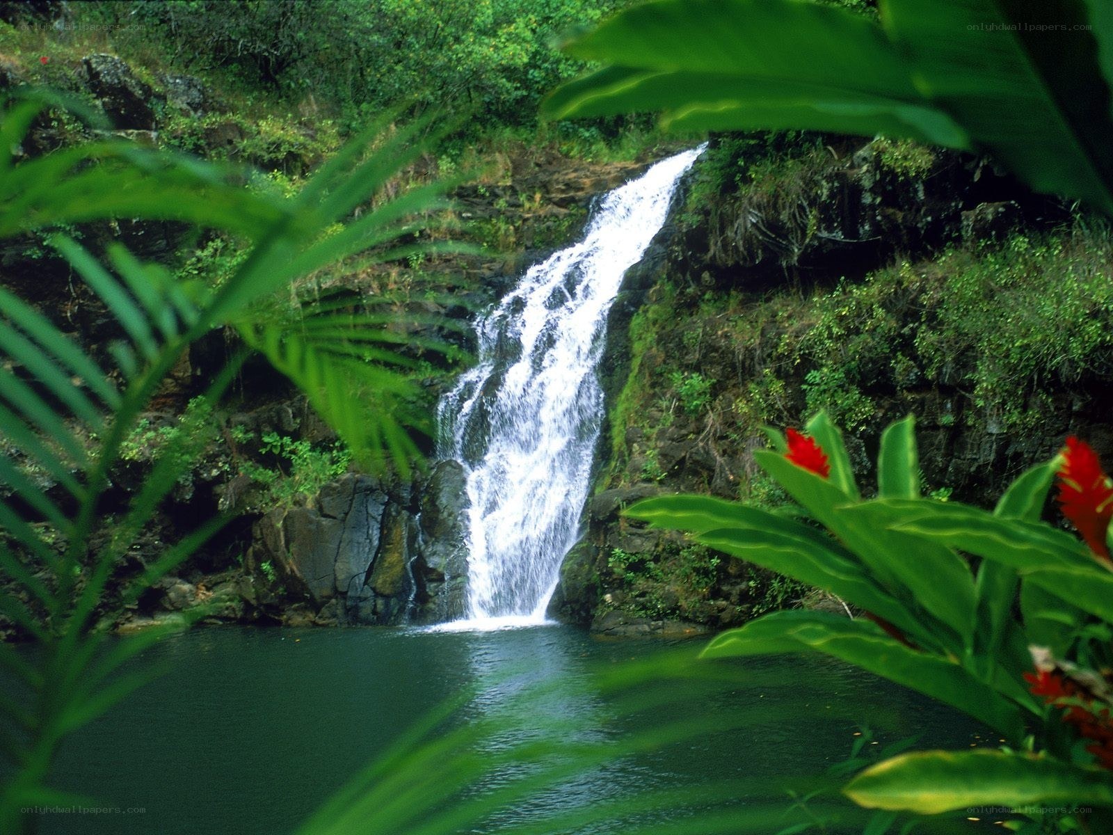 Tropical waterfall in lush forest