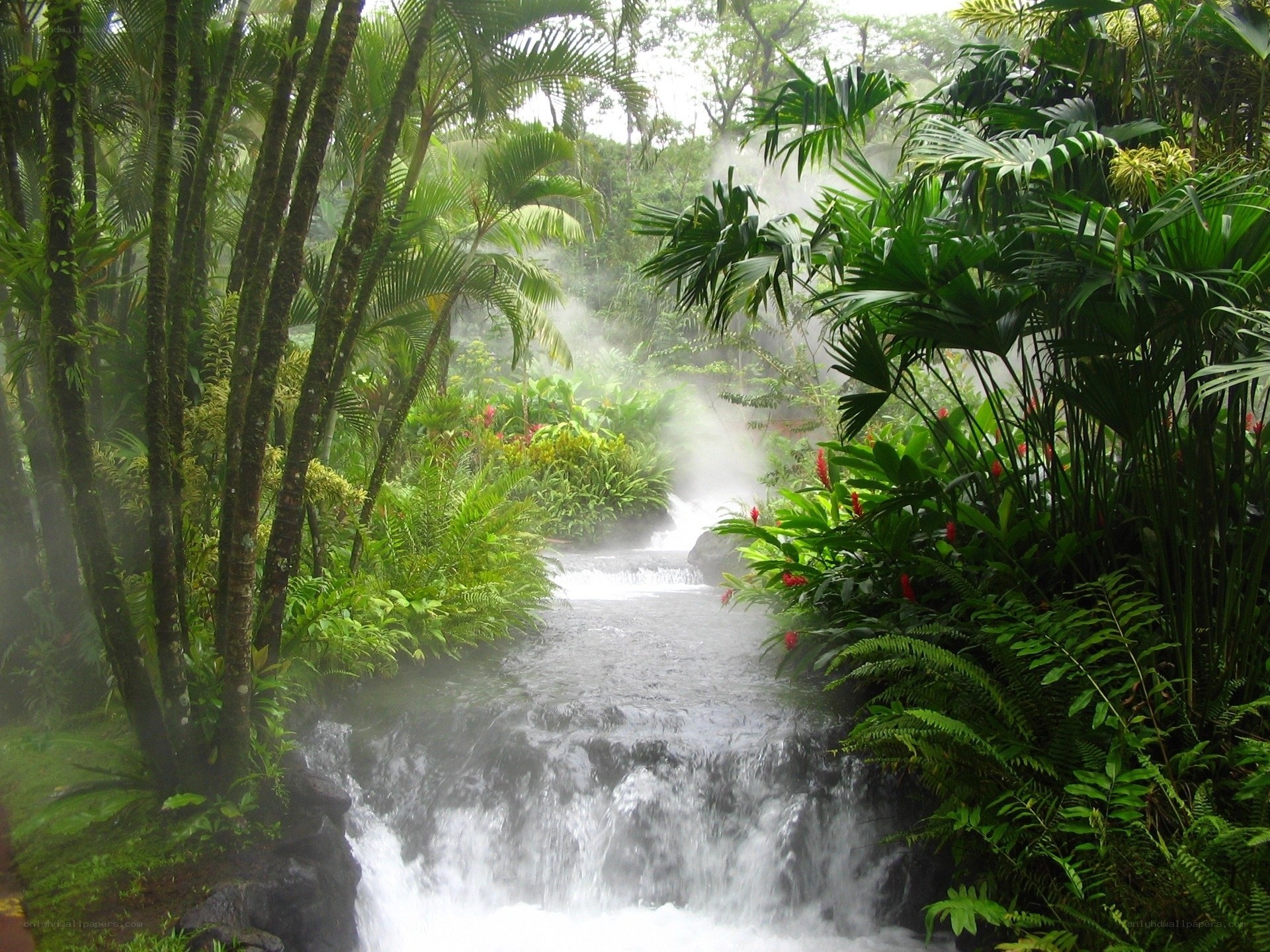 Tropical waterfall in lush jungle