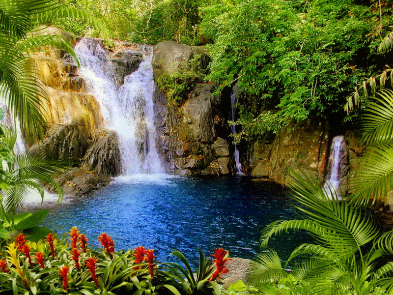 Tropical Waterfall Pool — Green, Serene, Afternoon, Photograph, Palm Leaves