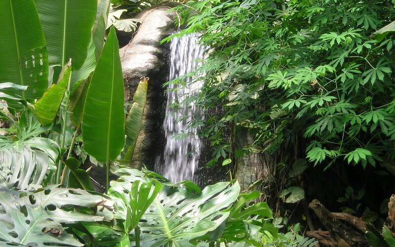 Tropical Waterfall Scene — Green, Lush