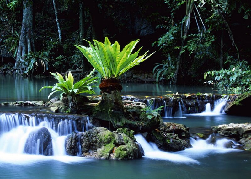 Tropical Waterfall with Ferns — Green