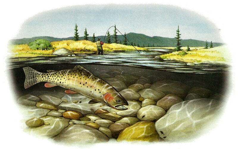 Trout in River