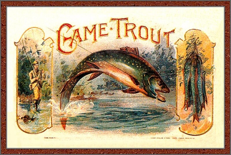 Trout Jumping from Water