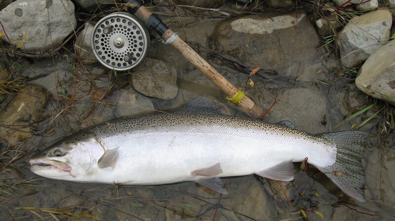 Trout on River Rocks