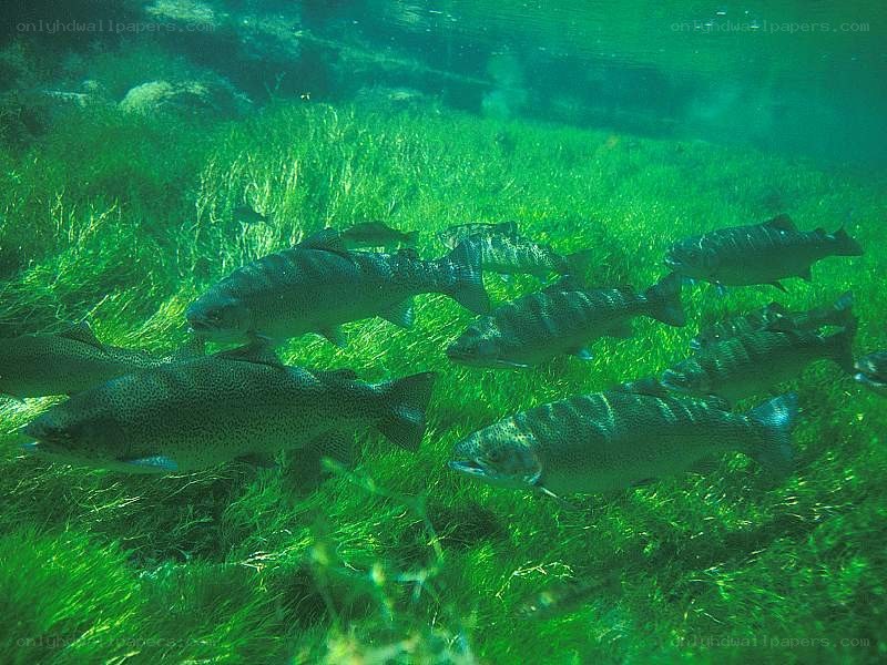 trout swimming in aquatic plants