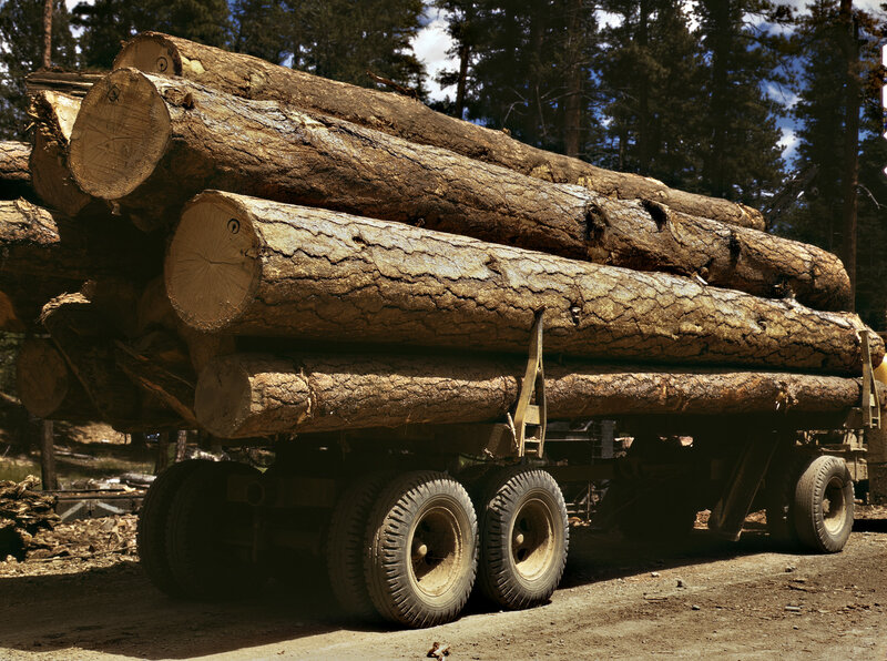 Truck carrying logs in forest