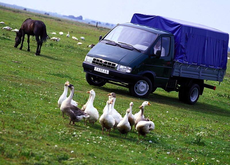 Truck in a field with geese