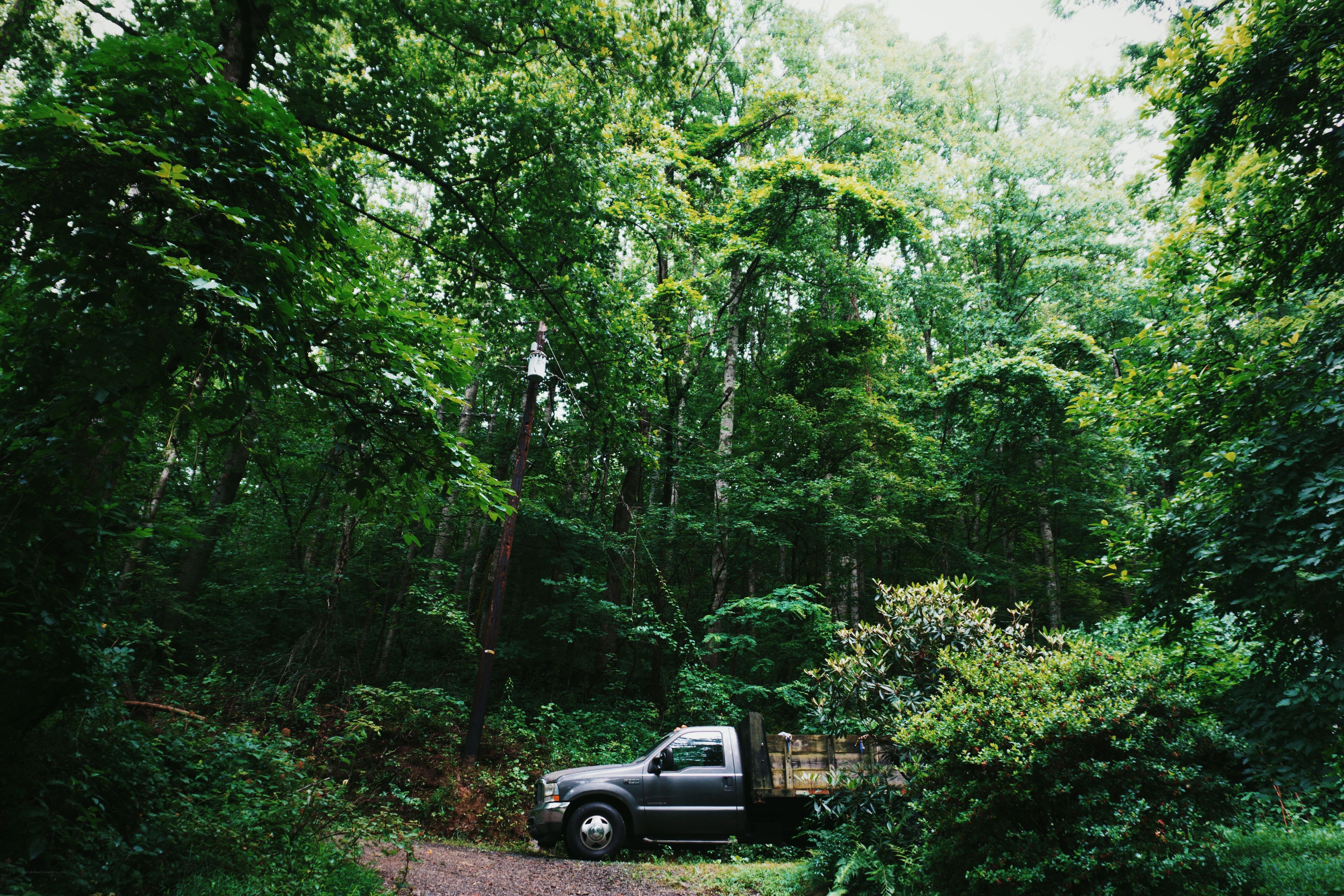 Truck in a forest clearing