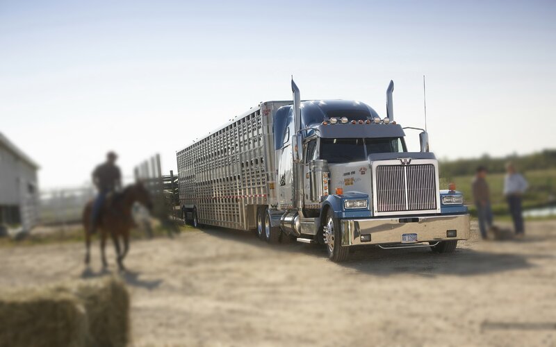 Truck with livestock trailer on farm