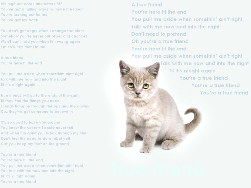 true friend cat image