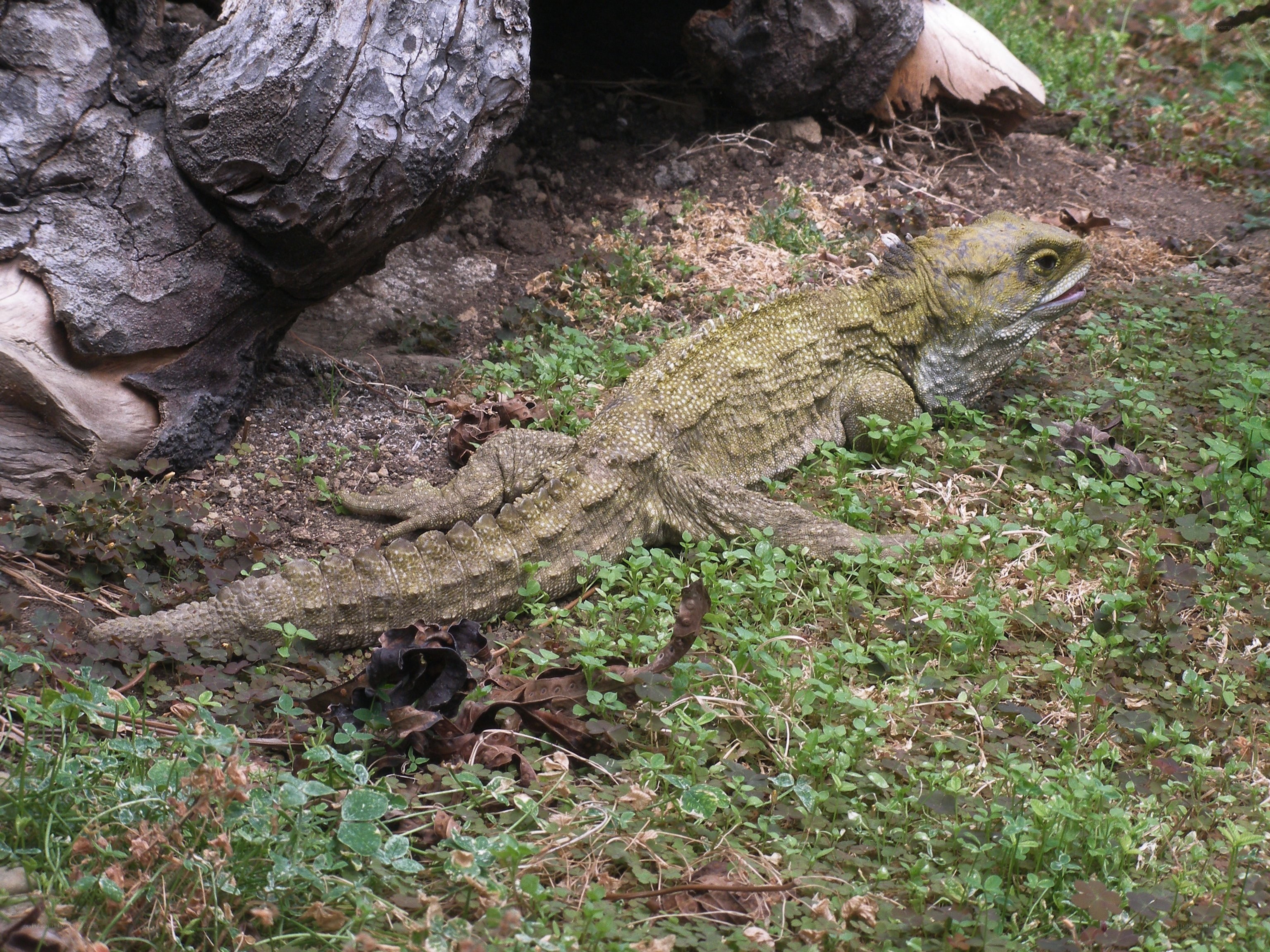 tuatara lizard in grass