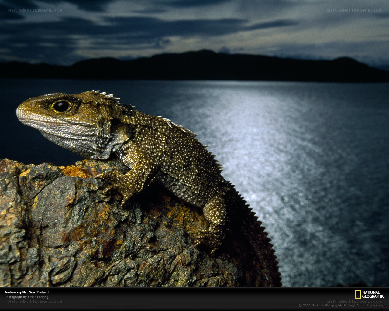 Tuatara on a rock