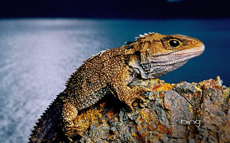 Tuatara on a rocky outcrop