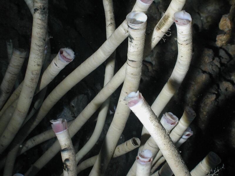 tubeworms in deep-sea vent