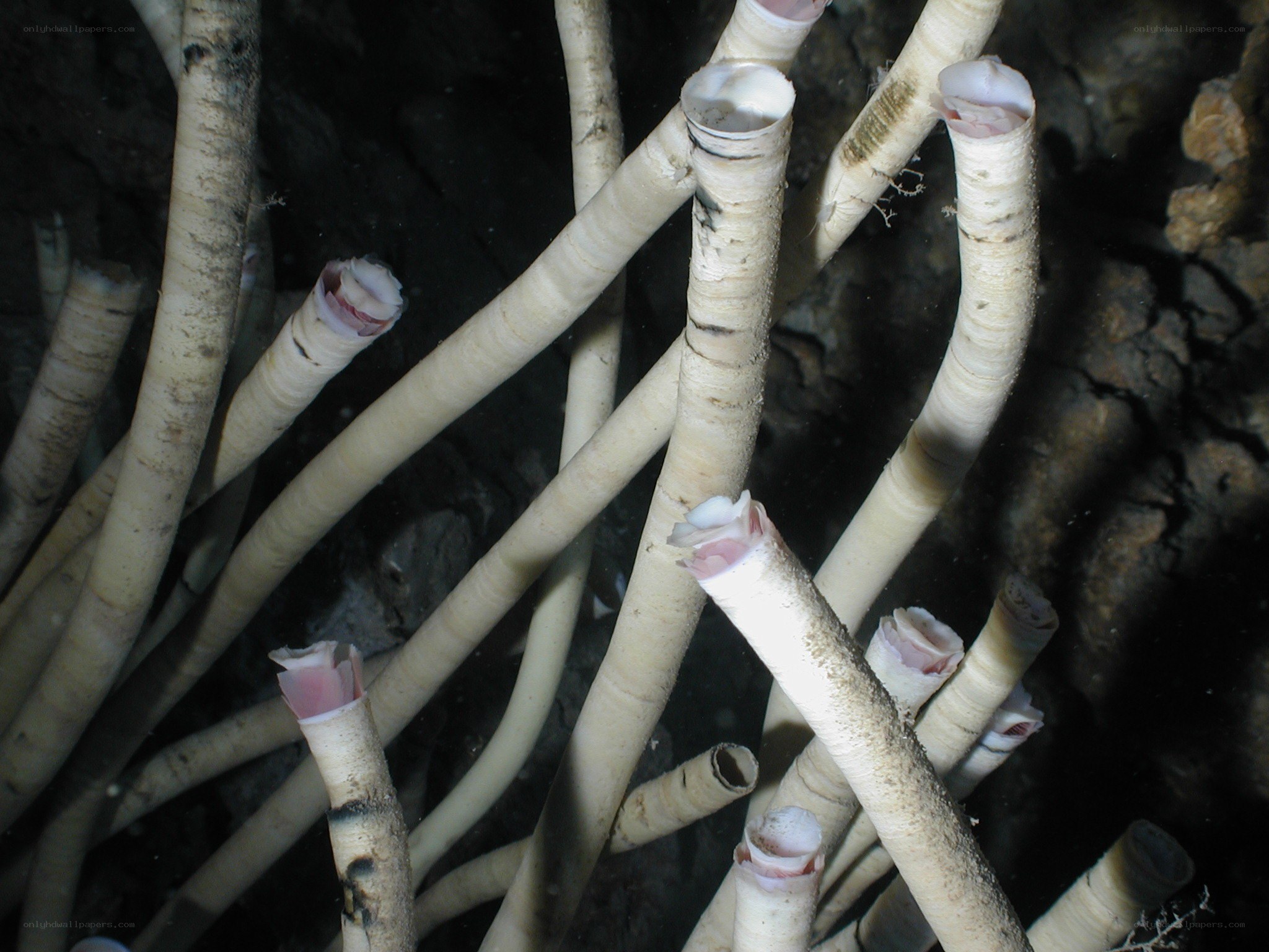 tubeworms in deep-sea vent