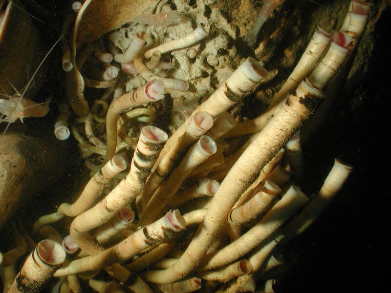 tubeworms on ocean floor