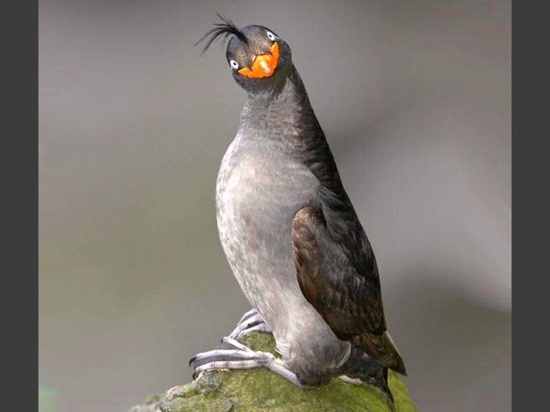 Tufted Puffin Bird