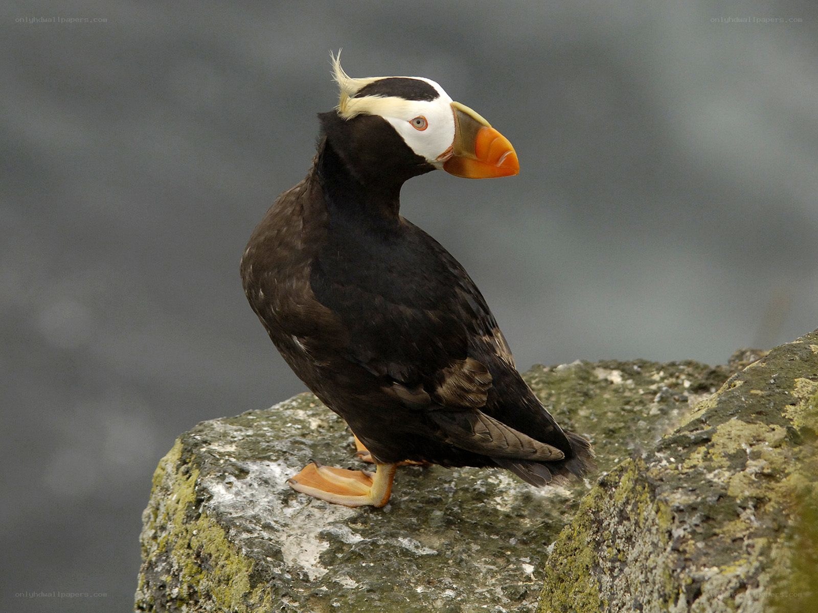 Tufted puffin on a rock