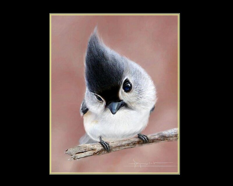 Tufted Titmouse Bird — Gray, Calm