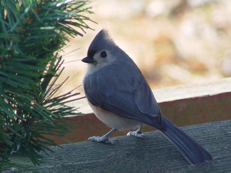 Tufted Titmouse Bird — Gray