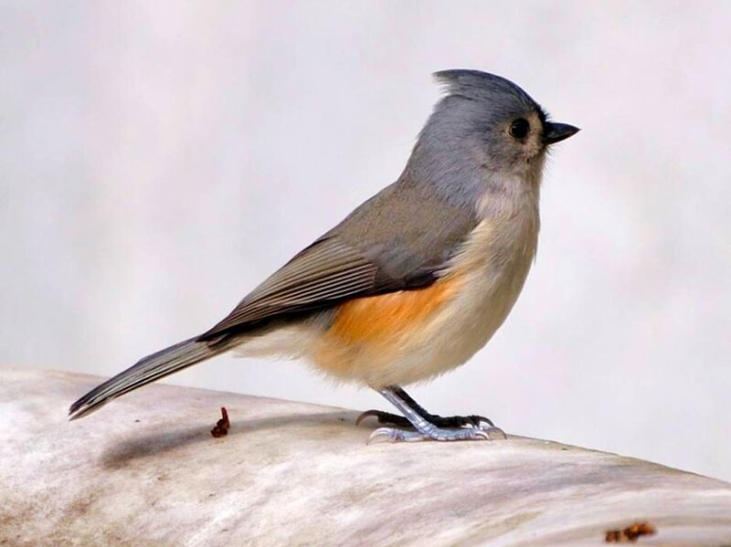 Tufted Titmouse Bird