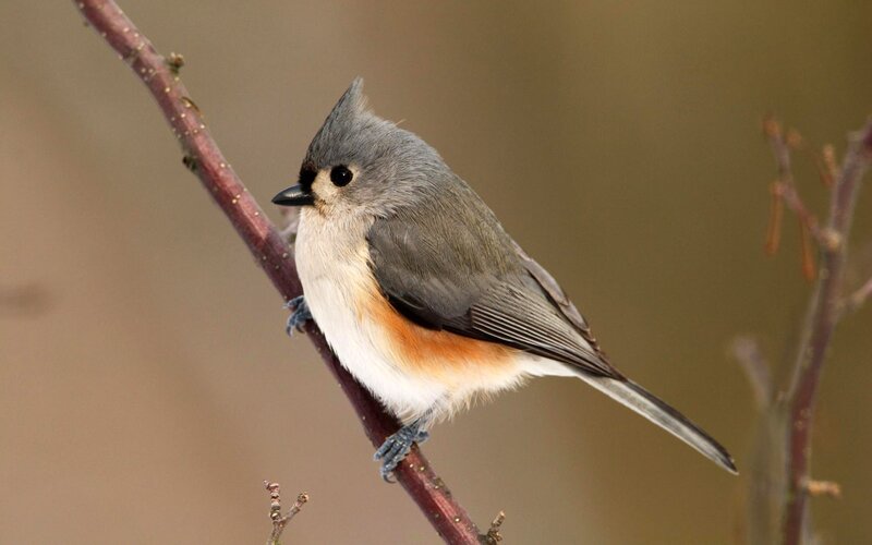 Tufted Titmouse — Gray, Calm, Autumn