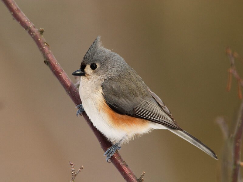 Tufted Titmouse — Gray, Calm, Photograph, Branch
