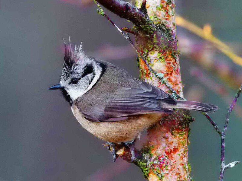 Tufted Titmouse — Gray, Calm