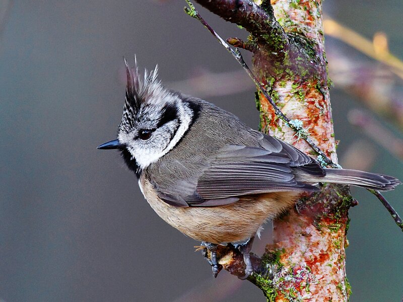 Tufted Titmouse — Gray