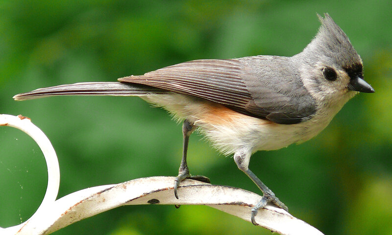Tufted titmouse on a branch