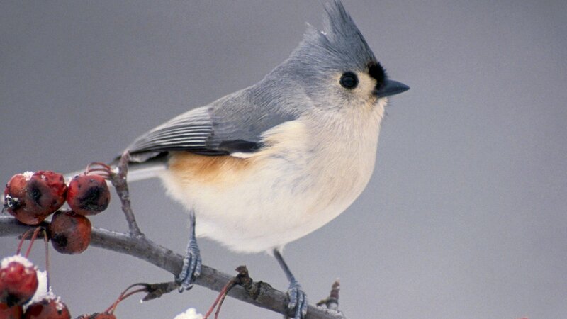 Tufted titmouse on a branch