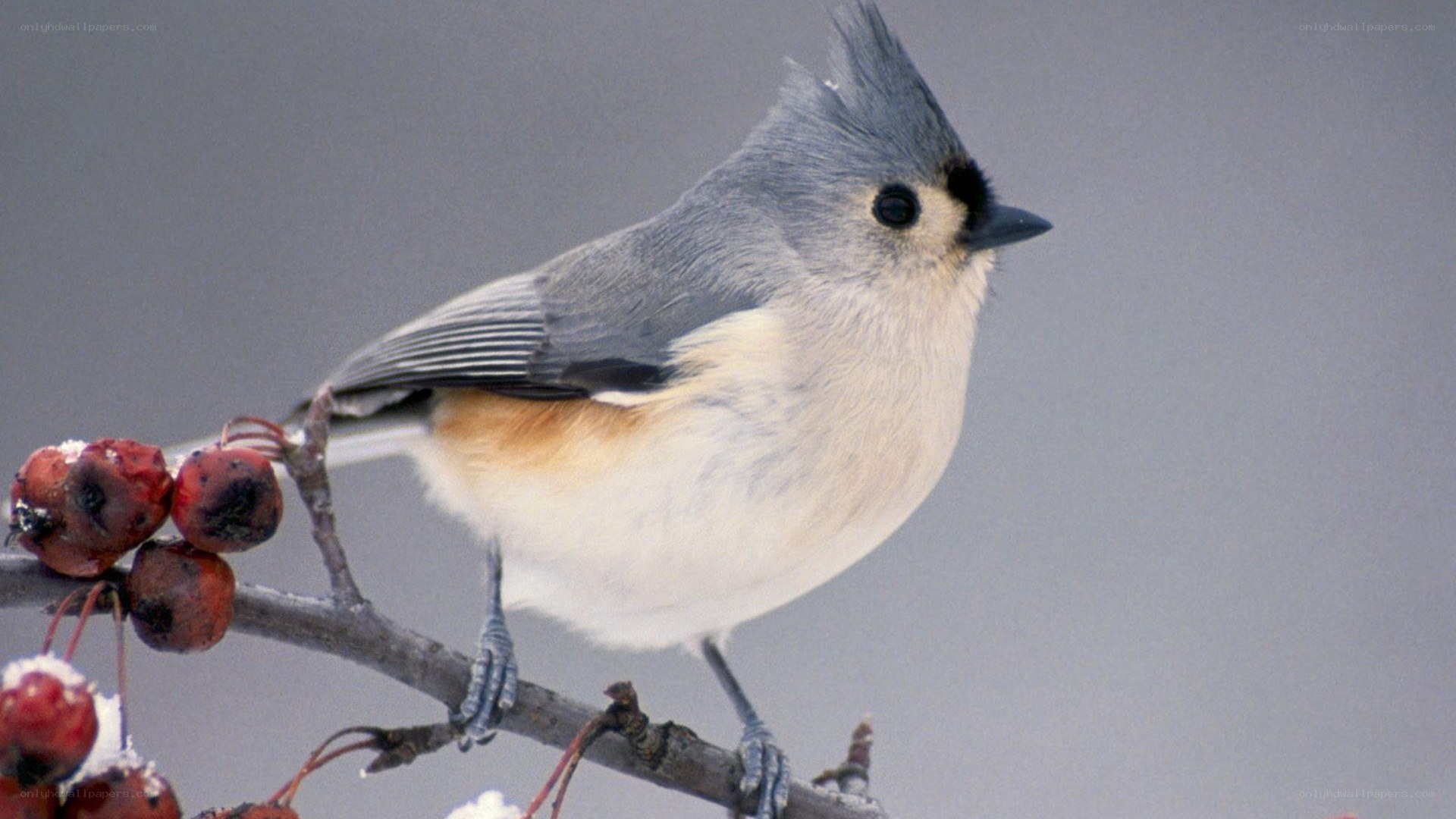 Tufted titmouse on a branch