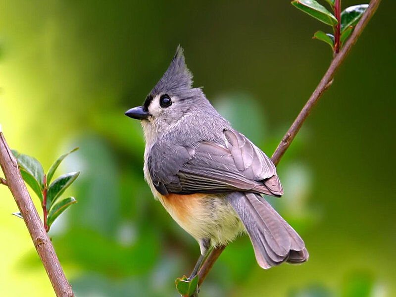 Tufted titmouse on a branch